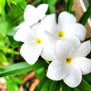 Meet your Posher, Gillian